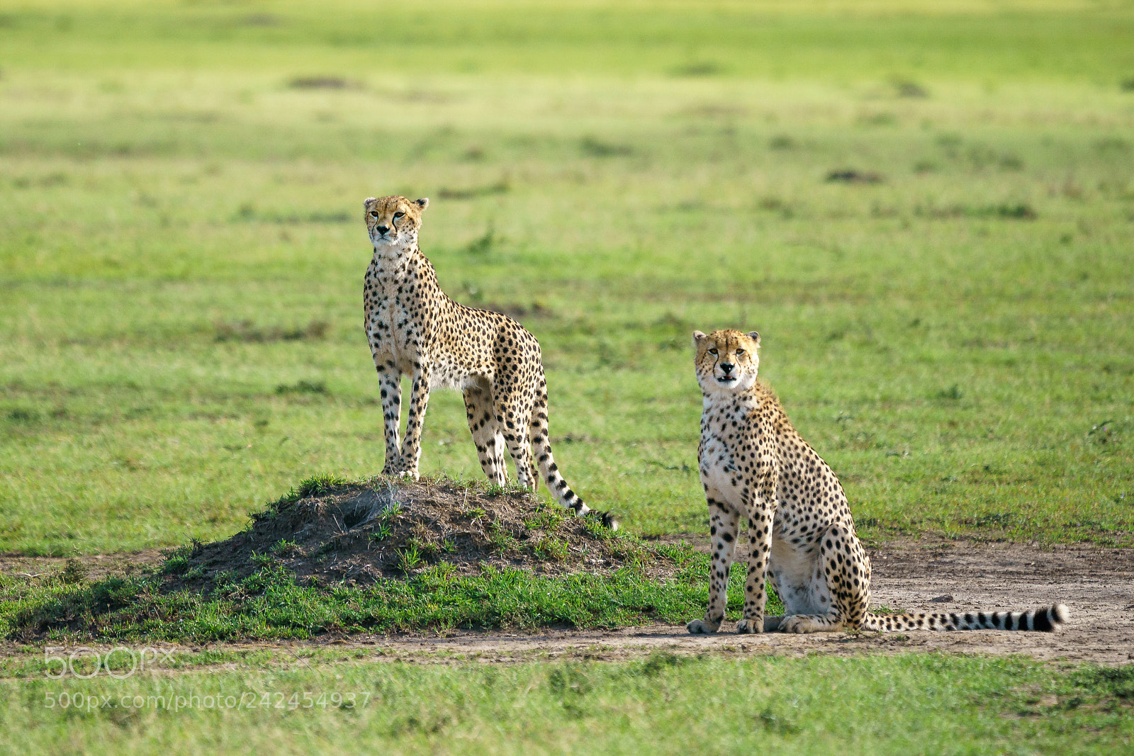 Sony a9 sample photo. Looking for prey photography