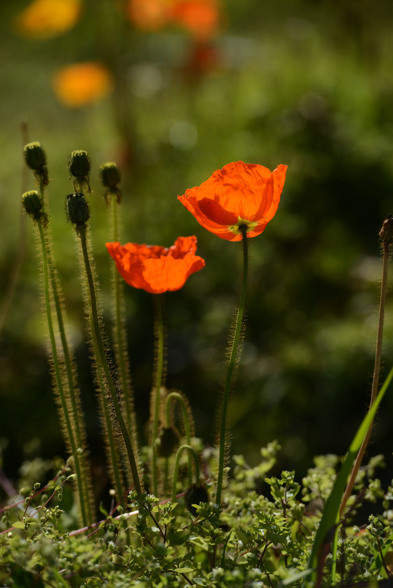 Nikon AF-S Nikkor 70-200mm F2.8G ED VR II sample photo. Dsc photography