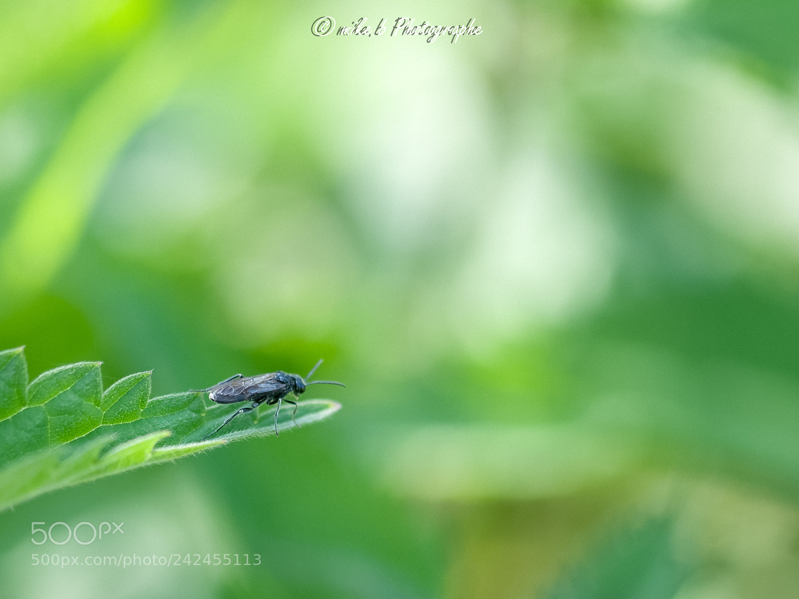 Nikon D300S sample photo. Insecte photography