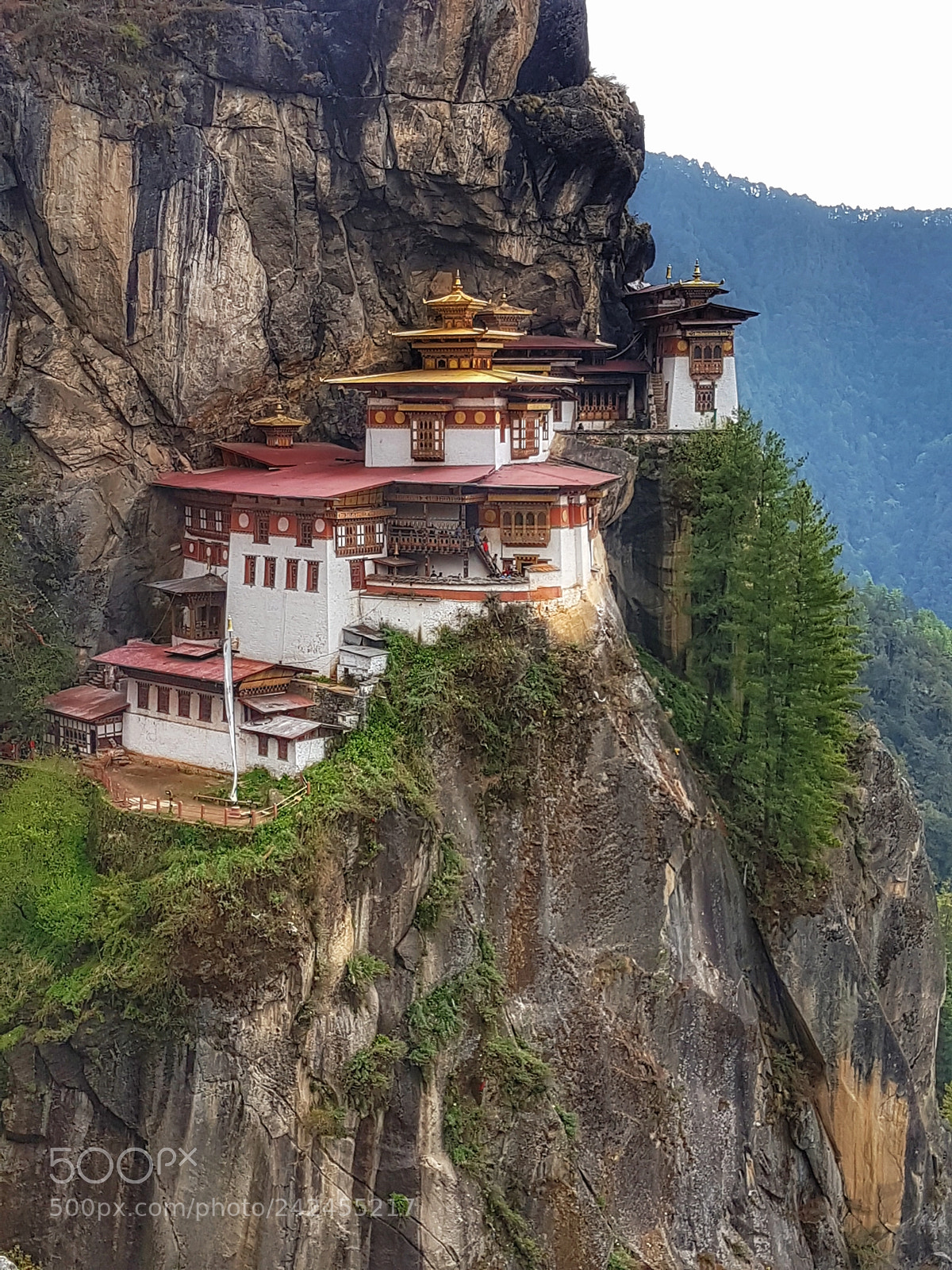 Samsung Galaxy S7 Edge sample photo. Tigers nest photography