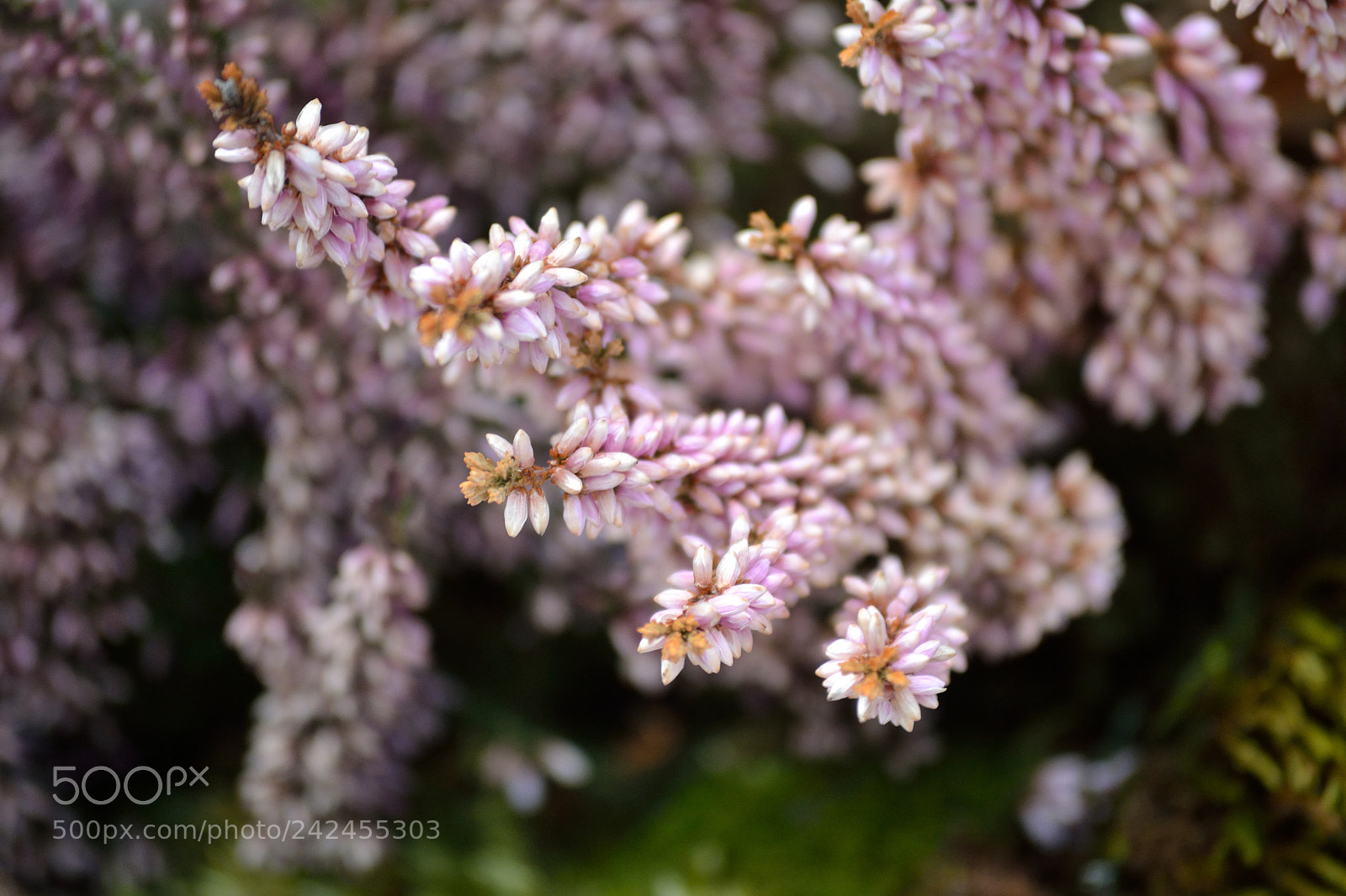 Nikon D3100 sample photo. Pink photography