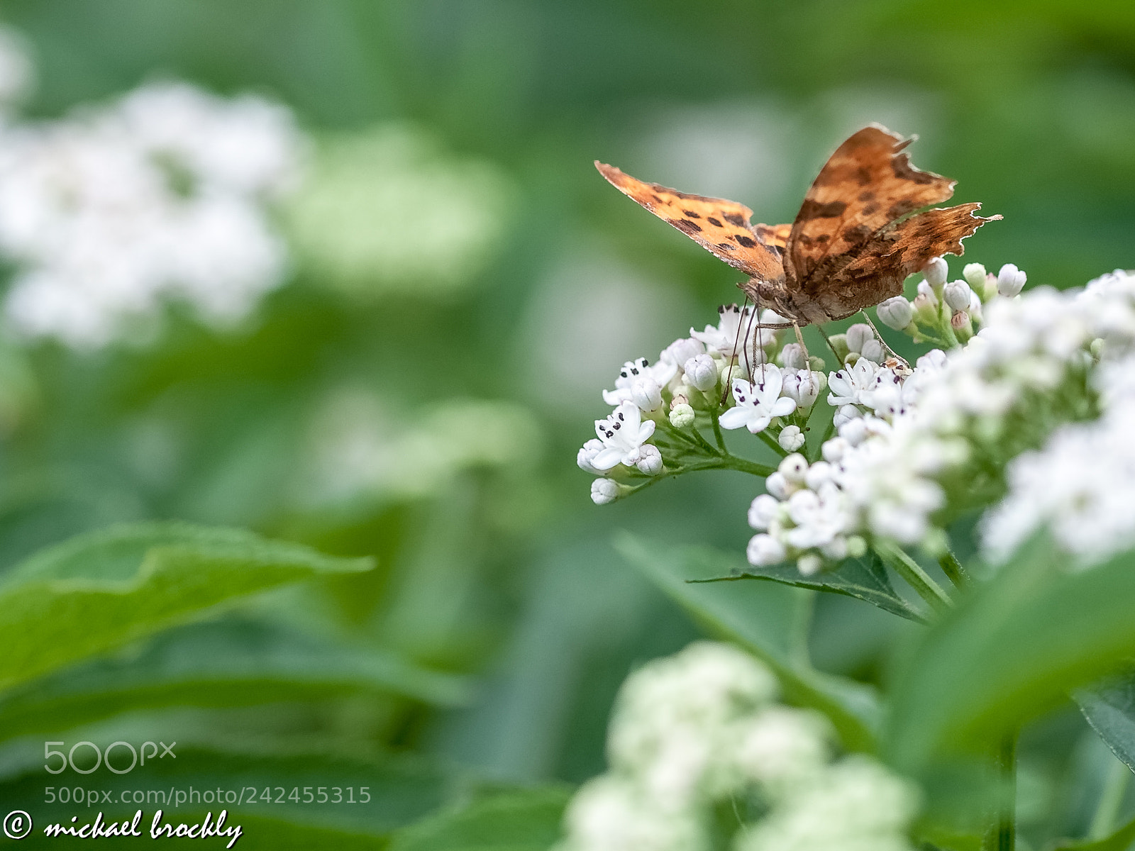 Nikon D300S sample photo. Papillon photography