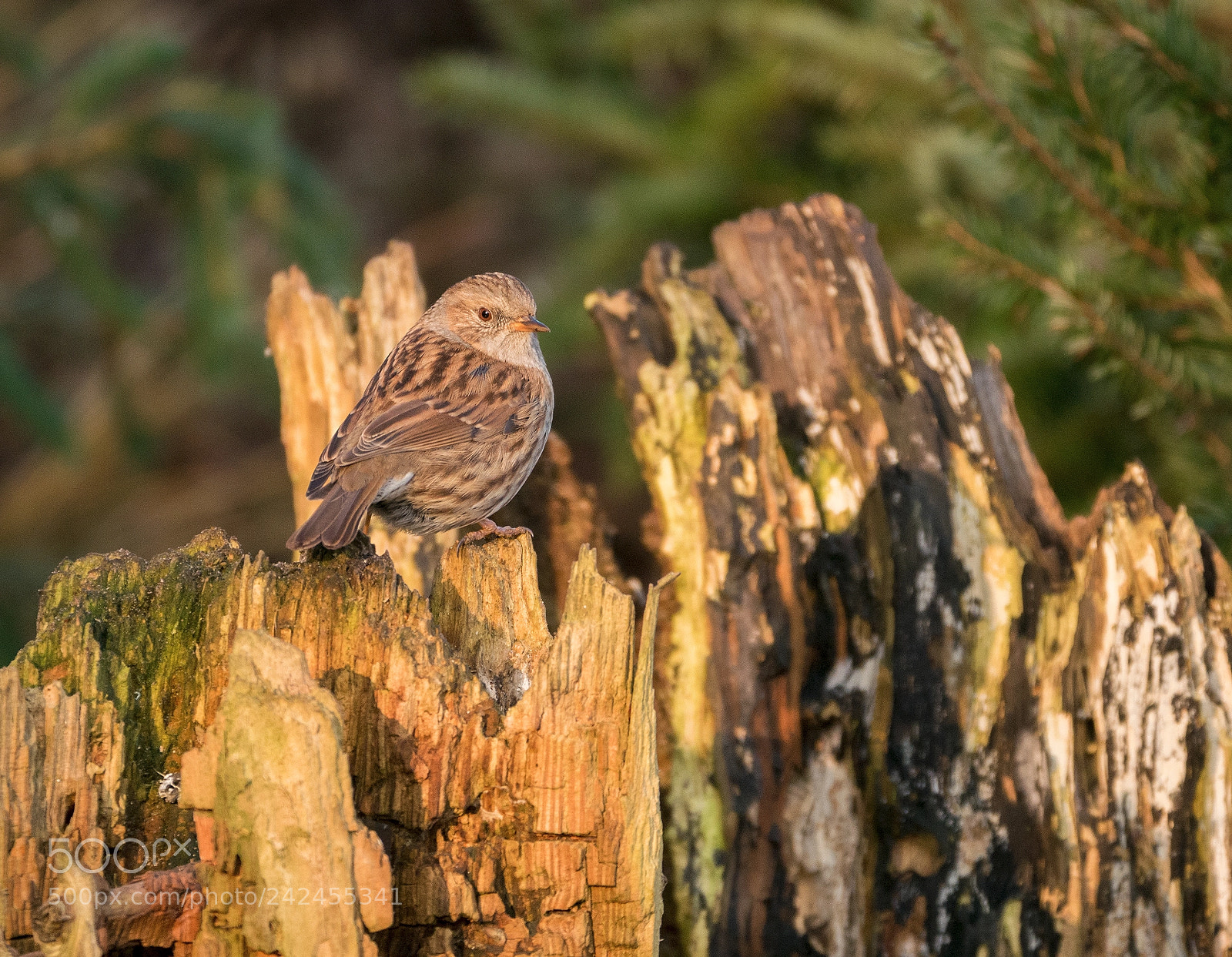 Panasonic Lumix DMC-G85 (Lumix DMC-G80) sample photo. Dunnock photography