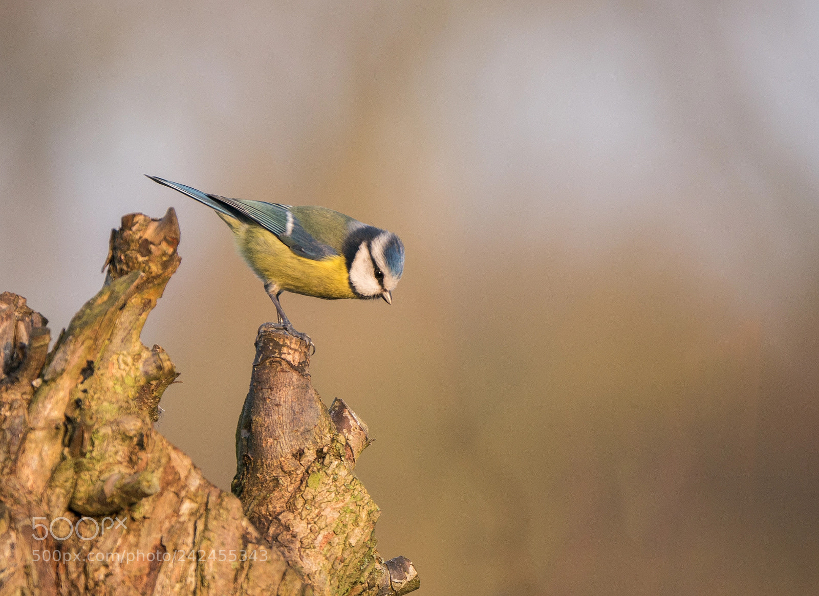 Panasonic Lumix DMC-G85 (Lumix DMC-G80) sample photo. Blue tit photography