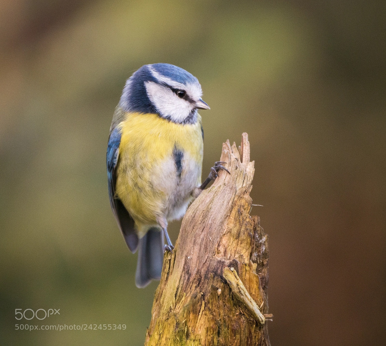 Panasonic Lumix DMC-G85 (Lumix DMC-G80) sample photo. Bleu tit close photography