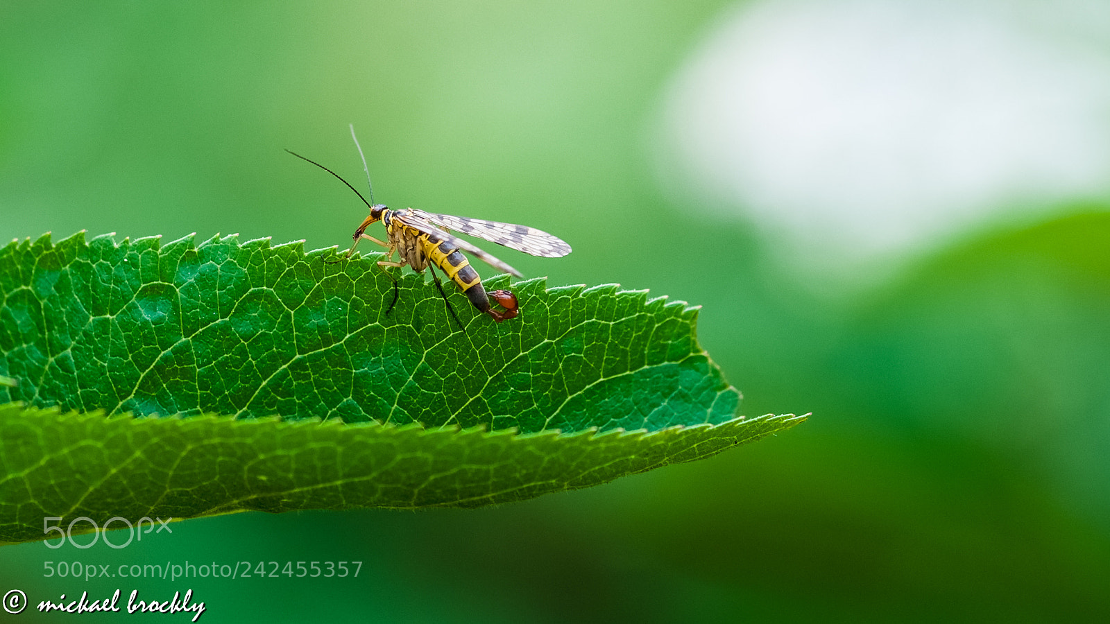 Nikon D300S sample photo. Insecte photography