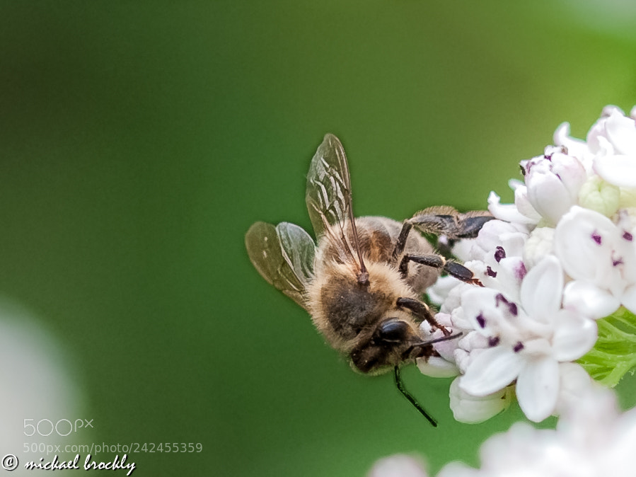 Nikon D300S sample photo. Abeille photography