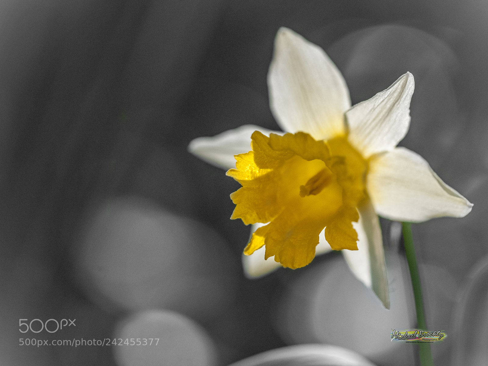Nikon D300S sample photo. Jonquille photography