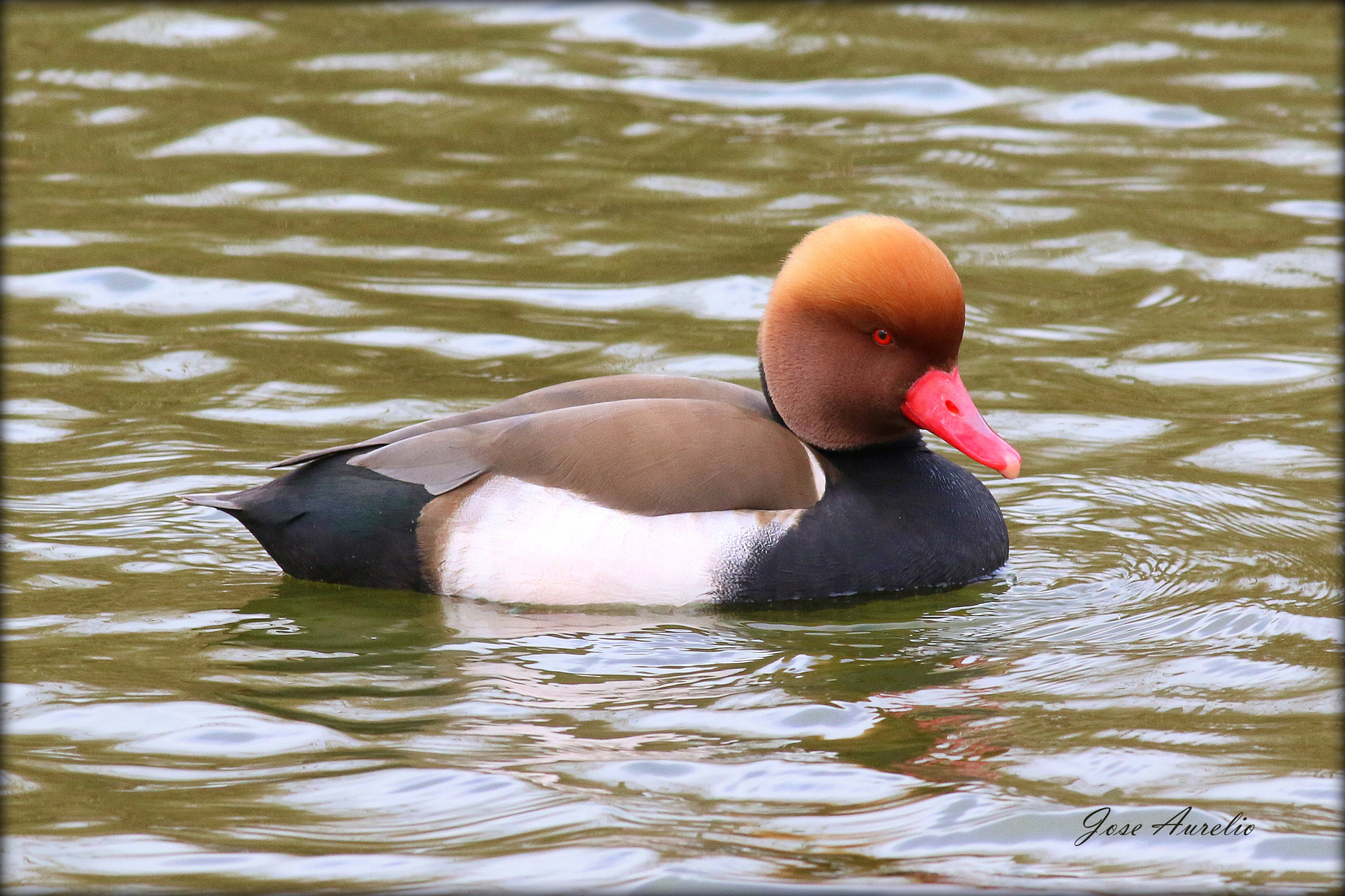 Canon EOS 70D + Canon EF 400mm F5.6L USM sample photo. Pato colorado photography