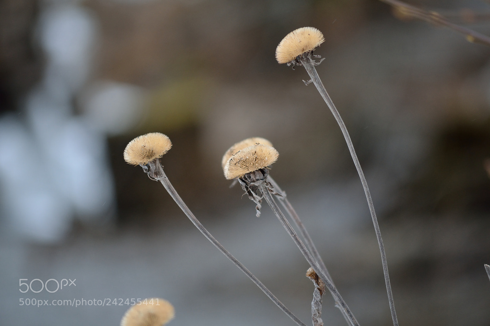 Nikon D3100 sample photo. Winter flowers photography