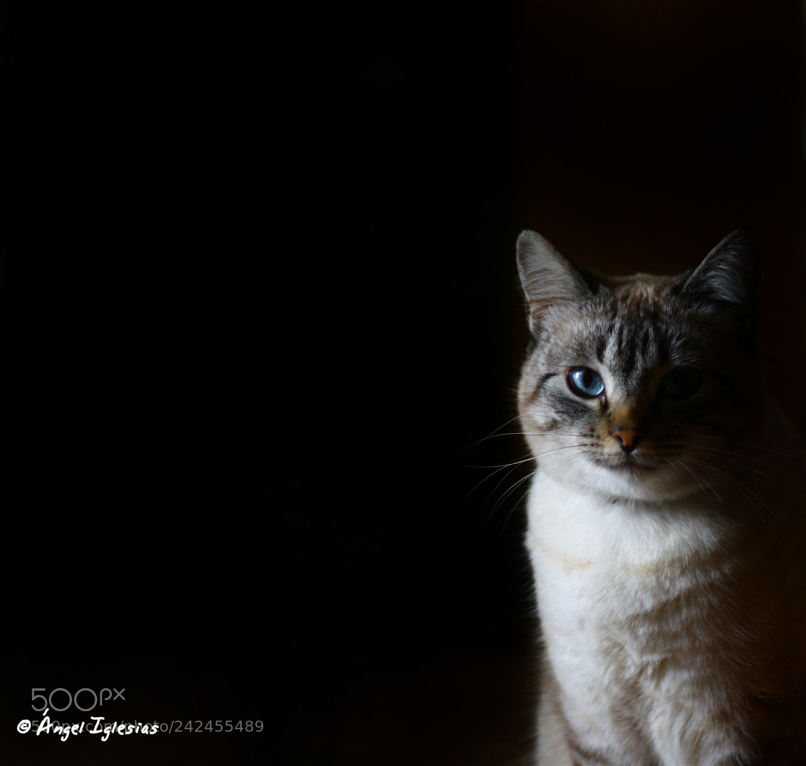 Canon EOS 500D (EOS Rebel T1i / EOS Kiss X3) sample photo. Canela photography