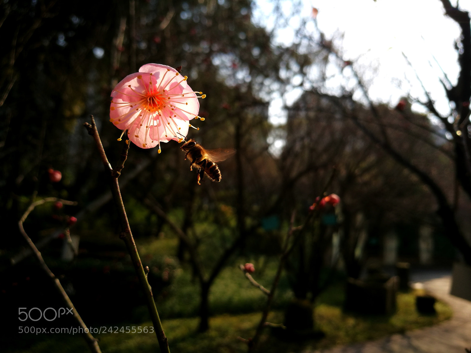 HUAWEI P9 sample photo. Untitled photography