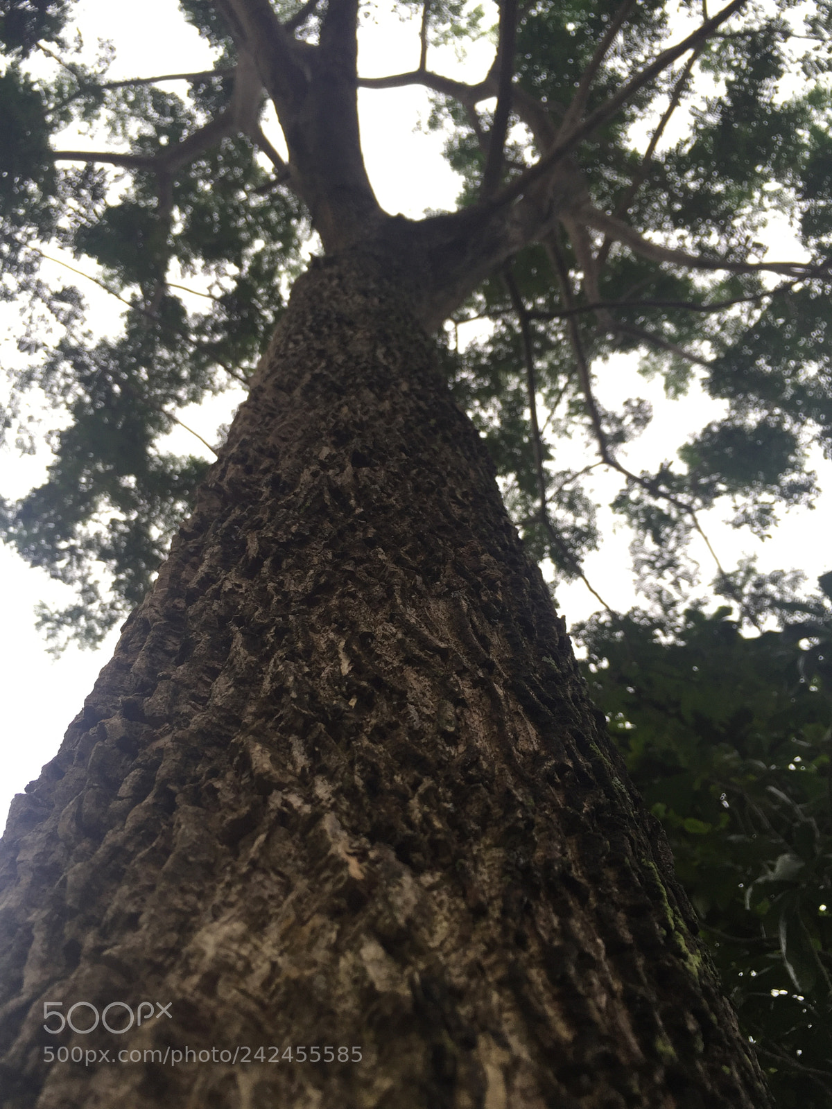 Apple iPhone 6 sample photo. Punggol reservoir one point photography