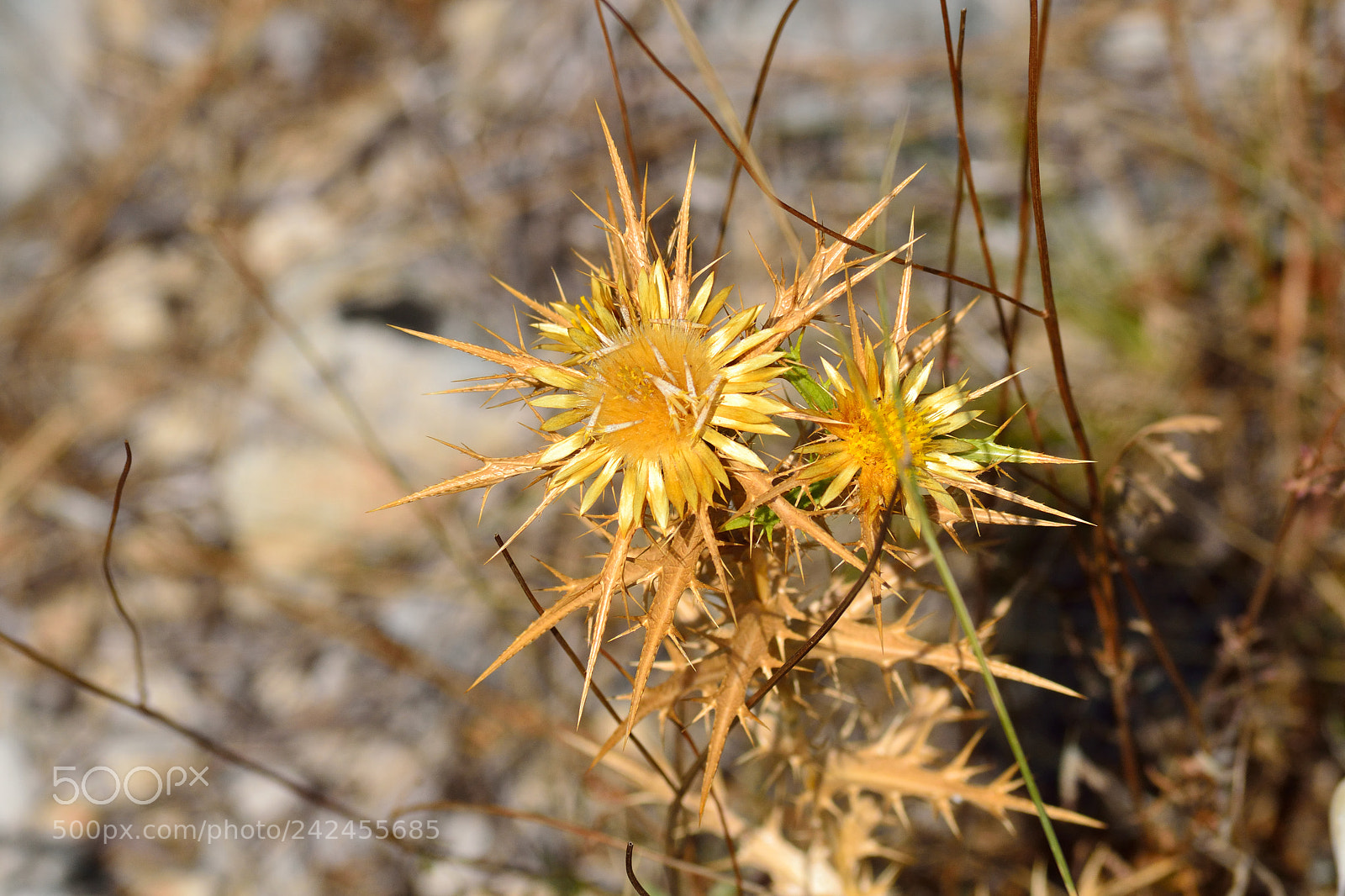Nikon D3100 sample photo. Nature photography