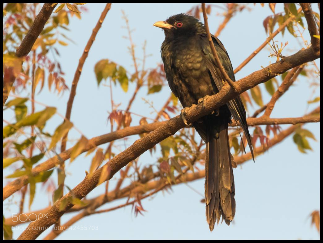 Canon EOS 7D Mark II sample photo. Bird photography