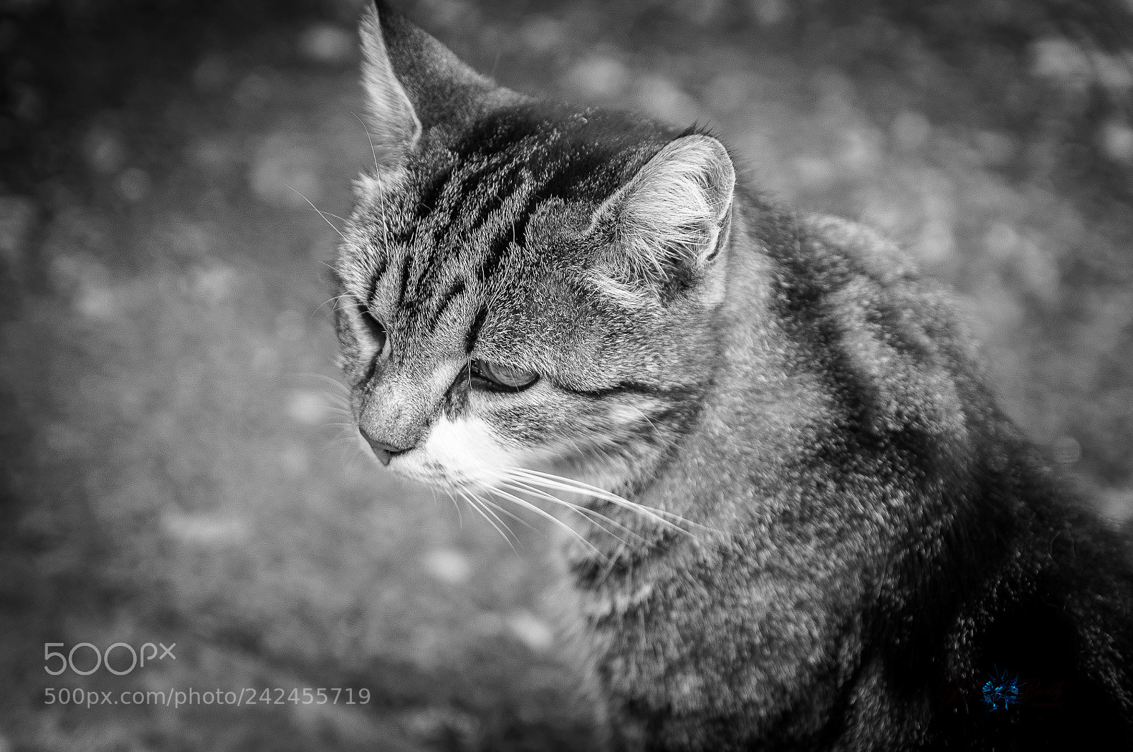 Nikon D300S sample photo. Chat photography