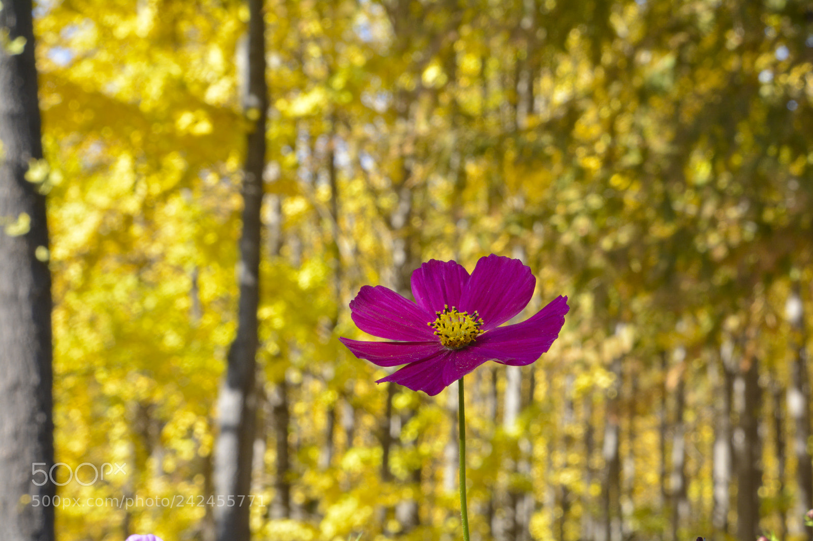 Nikon D7100 sample photo. Autumn flower photography