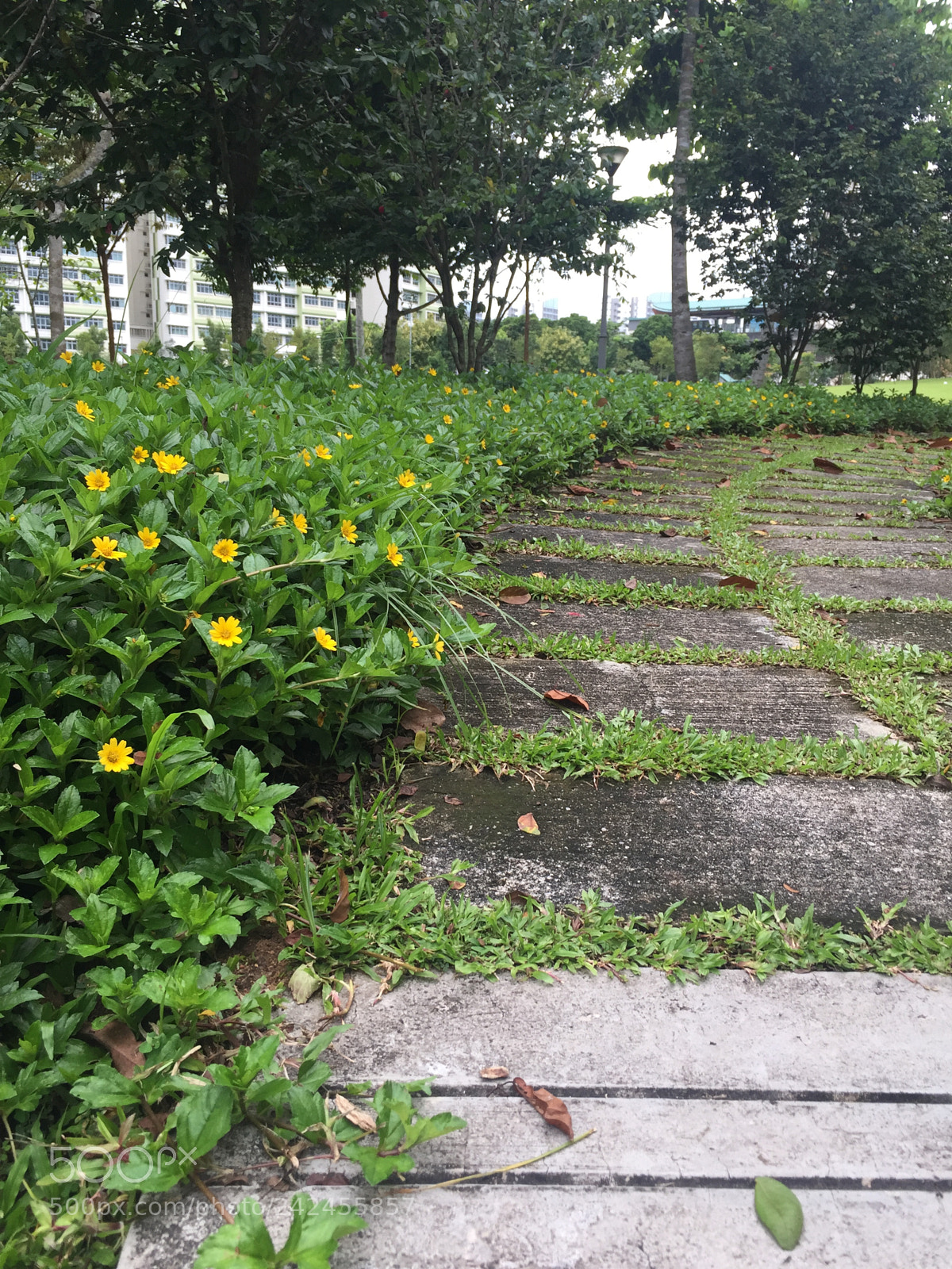 Apple iPhone 6 sample photo. Punggol reservoir rule of photography