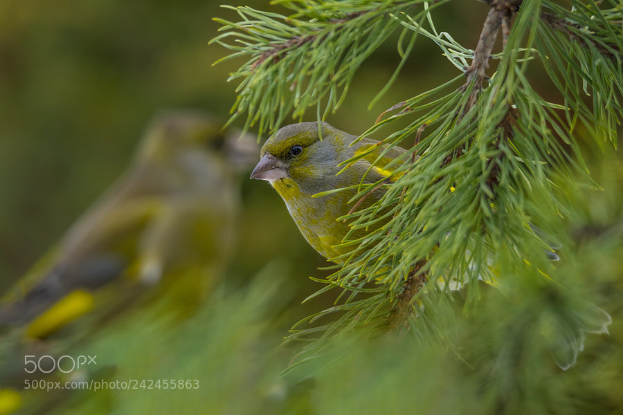 Nikon D7100 sample photo. Greenfinch photography