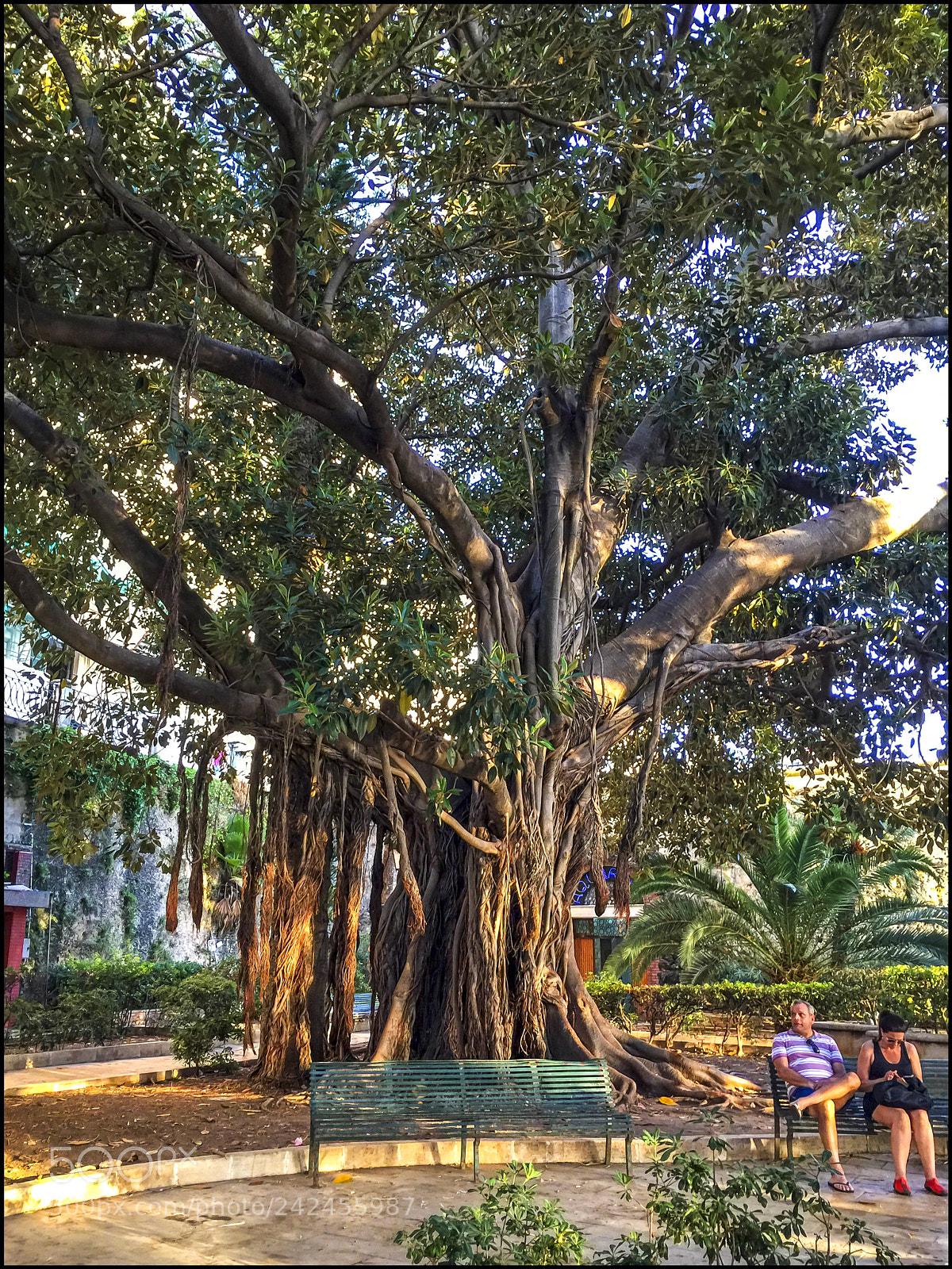 Apple iPhone 6 Plus sample photo. Resting under an old photography