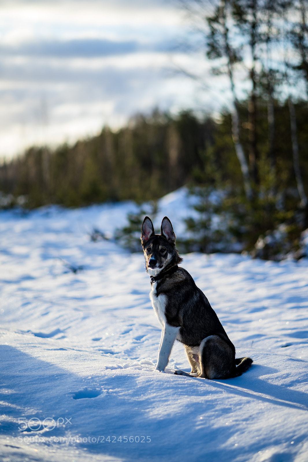 Sony a7 II sample photo. 12.17 photography