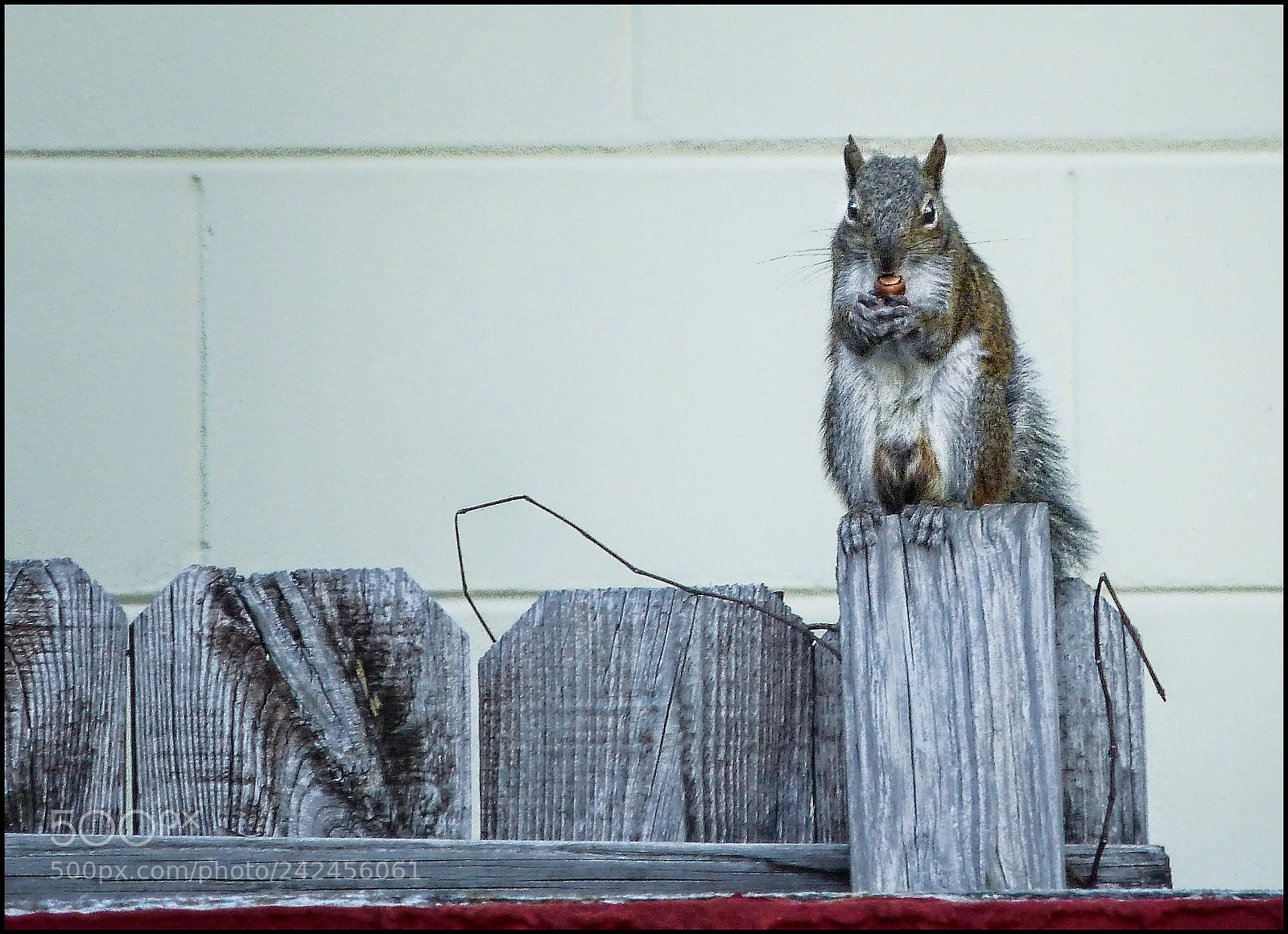 Panasonic Lumix DMC-FZ40 (Lumix DMC-FZ45) sample photo. Squirrel fun photography