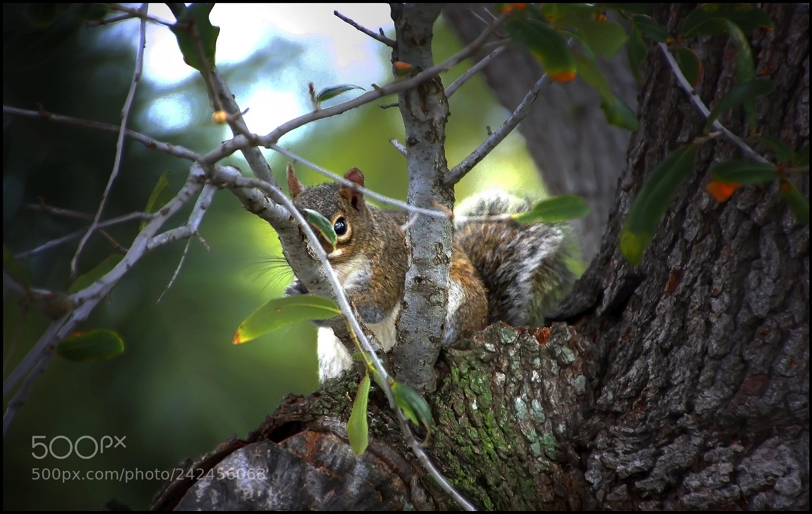 Canon EOS 450D (EOS Rebel XSi / EOS Kiss X2) sample photo. Squirrel fun photography