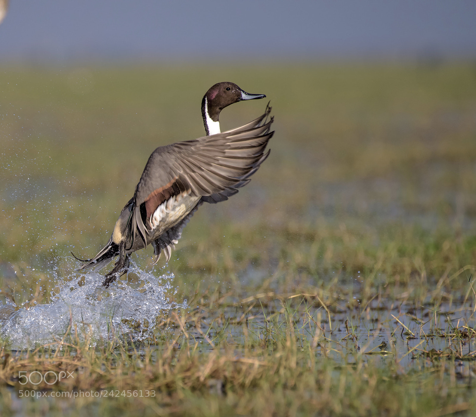 Nikon D810 sample photo. Northern pintail in action ... photography