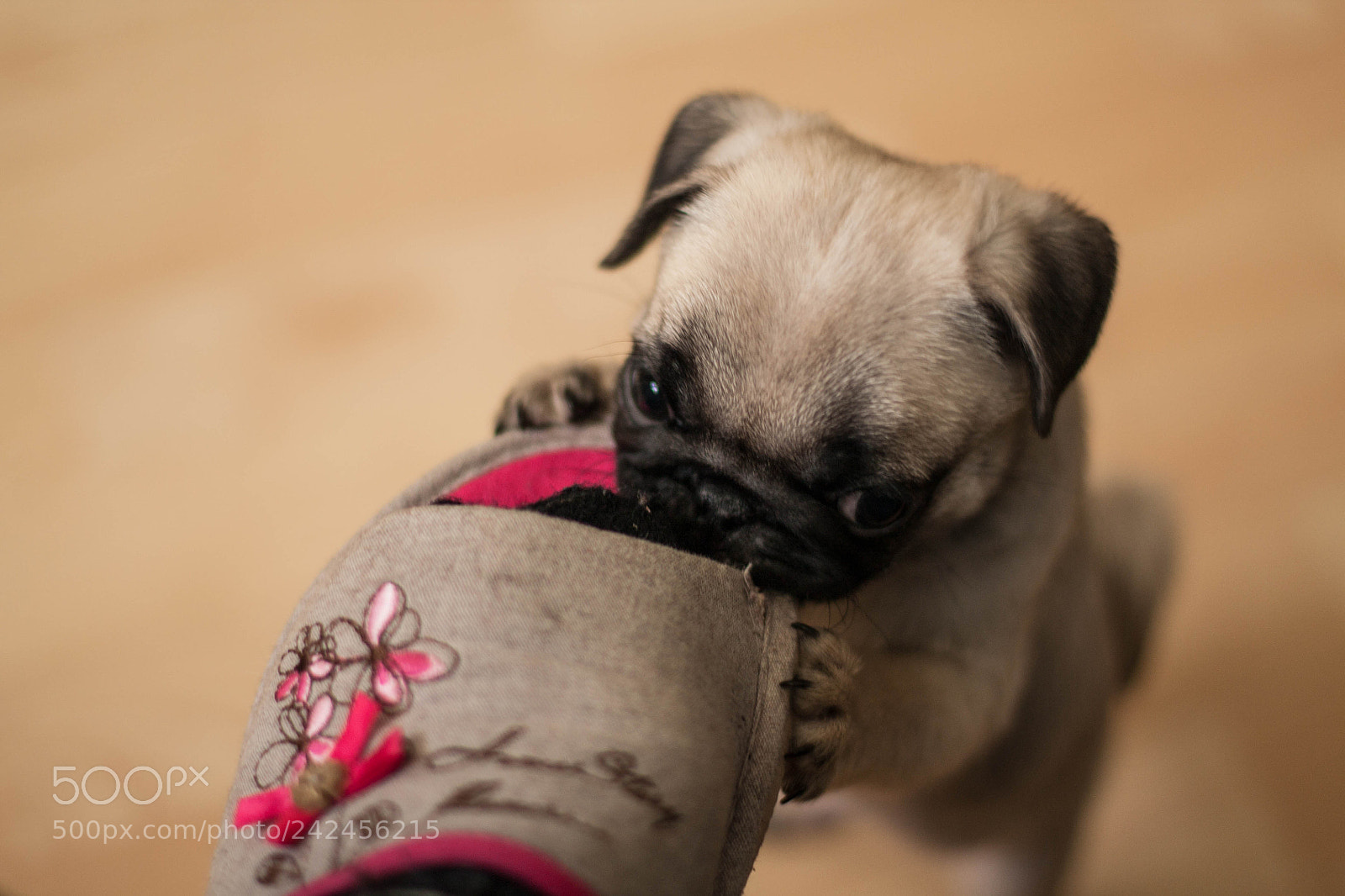Canon EOS 450D (EOS Rebel XSi / EOS Kiss X2) sample photo. Tiny beast photography