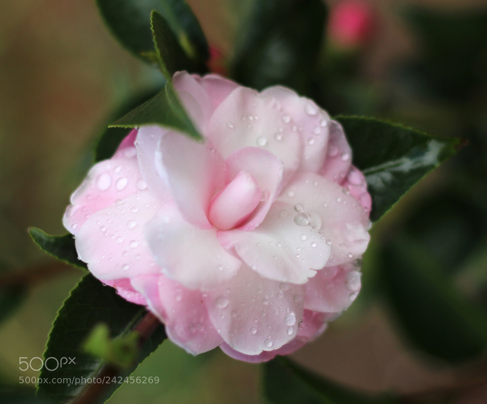 Canon EOS 100D (EOS Rebel SL1 / EOS Kiss X7) sample photo. Betty riddle variegated photography