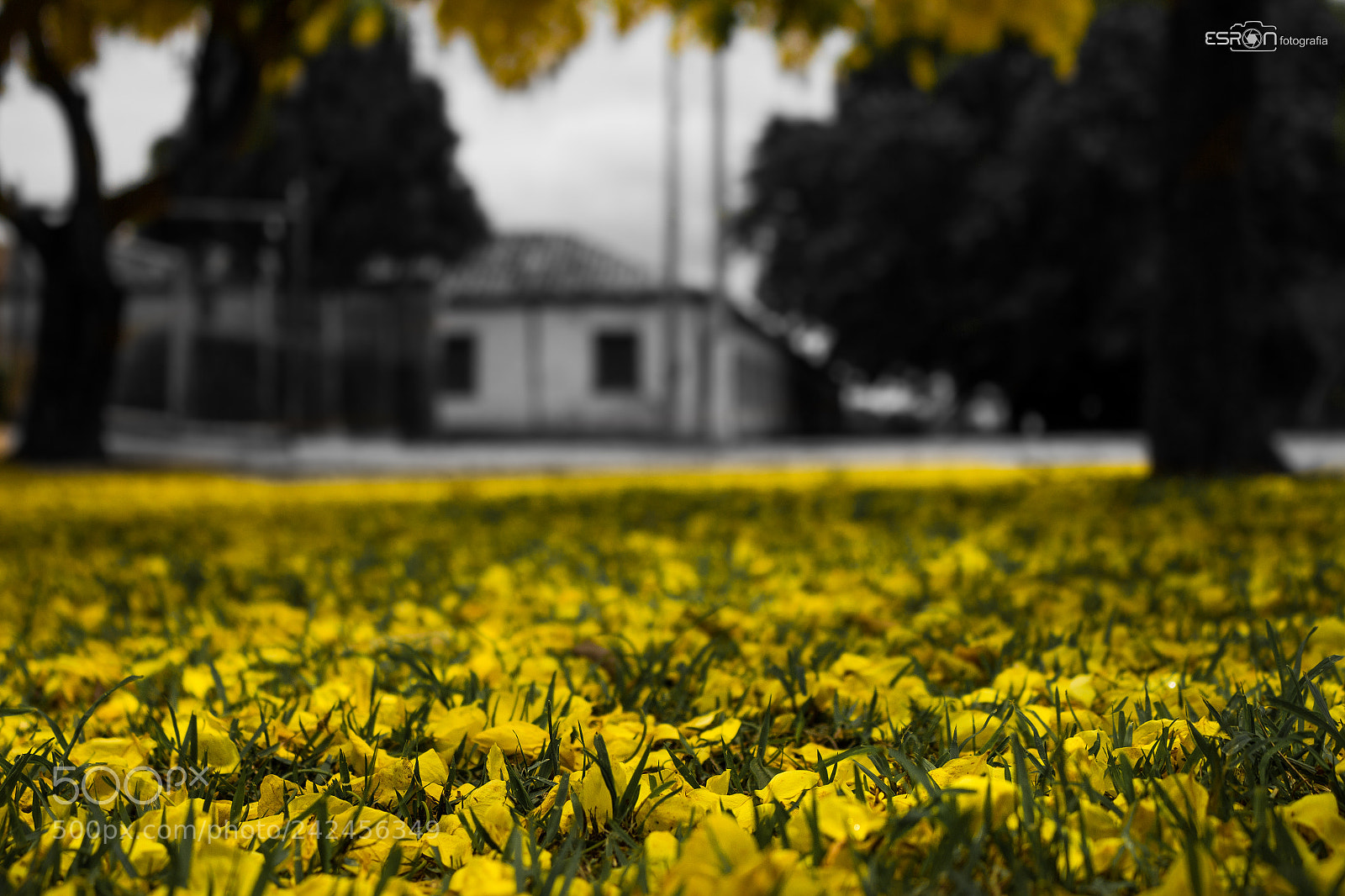 Canon EOS 700D (EOS Rebel T5i / EOS Kiss X7i) sample photo. Esron rodrigues photography