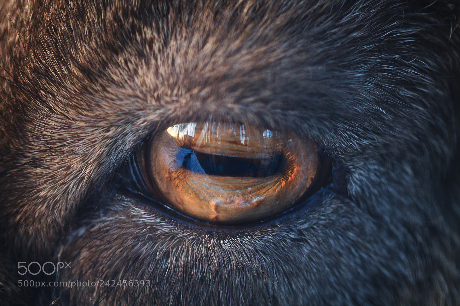 Canon EOS 1100D (EOS Rebel T3 / EOS Kiss X50) sample photo. Goat's eye photography