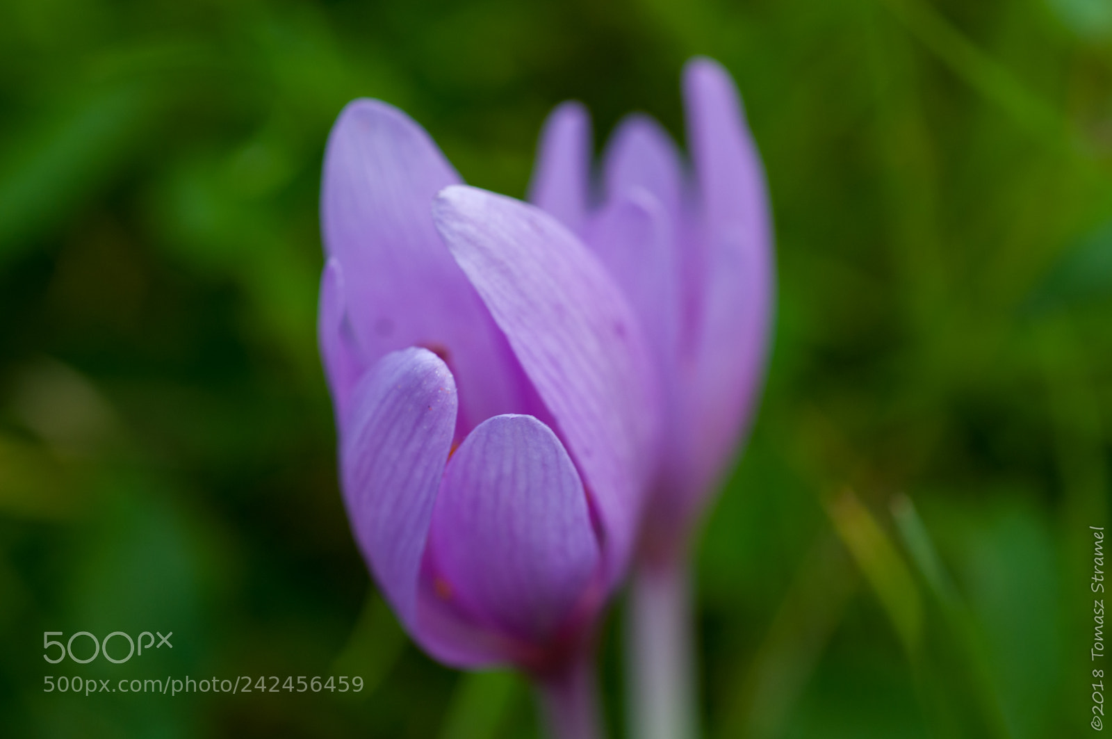 Nikon D300 sample photo. Colchicum autumnale - an photography