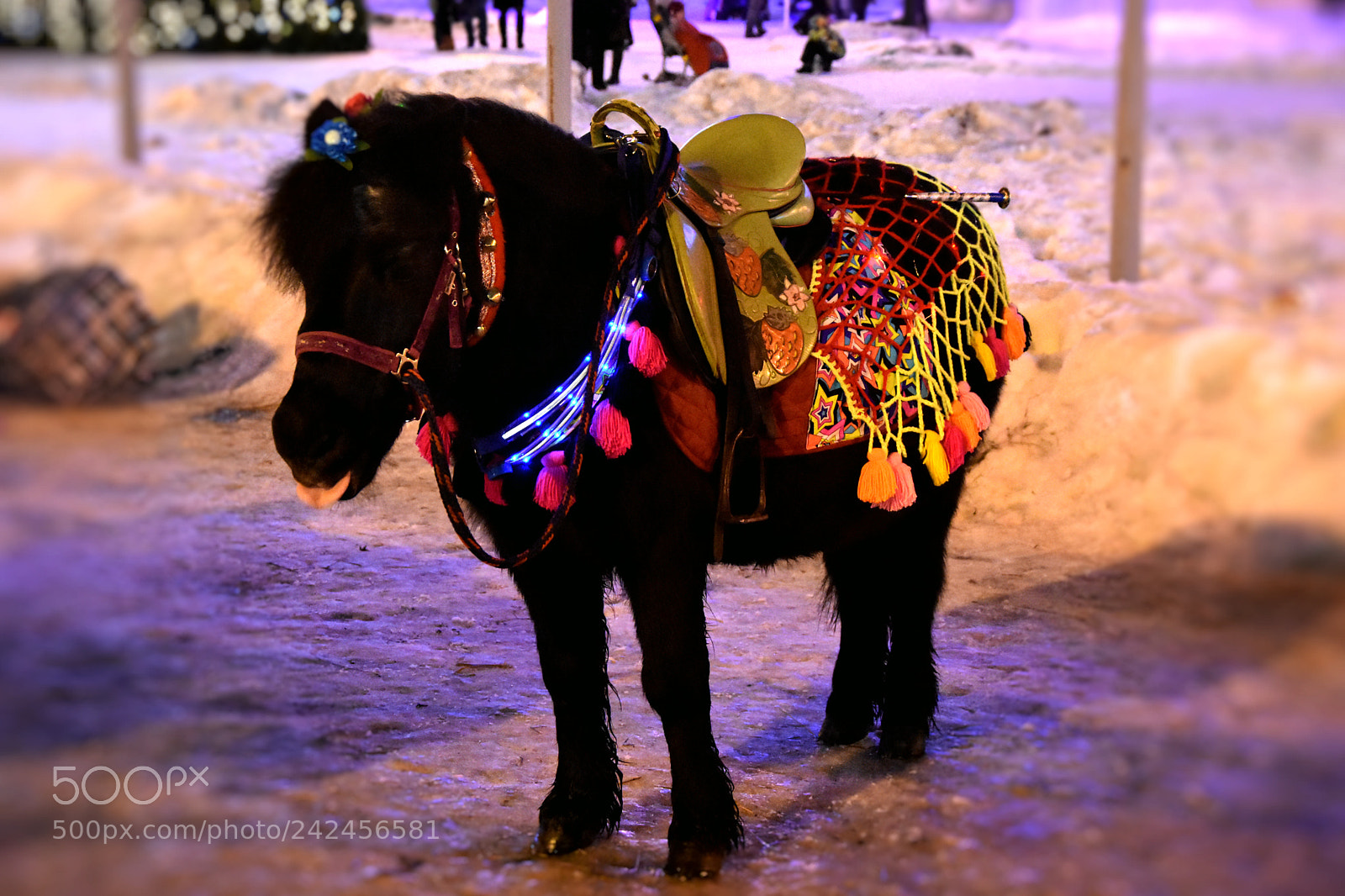 Nikon D7200 sample photo. Little pony photography