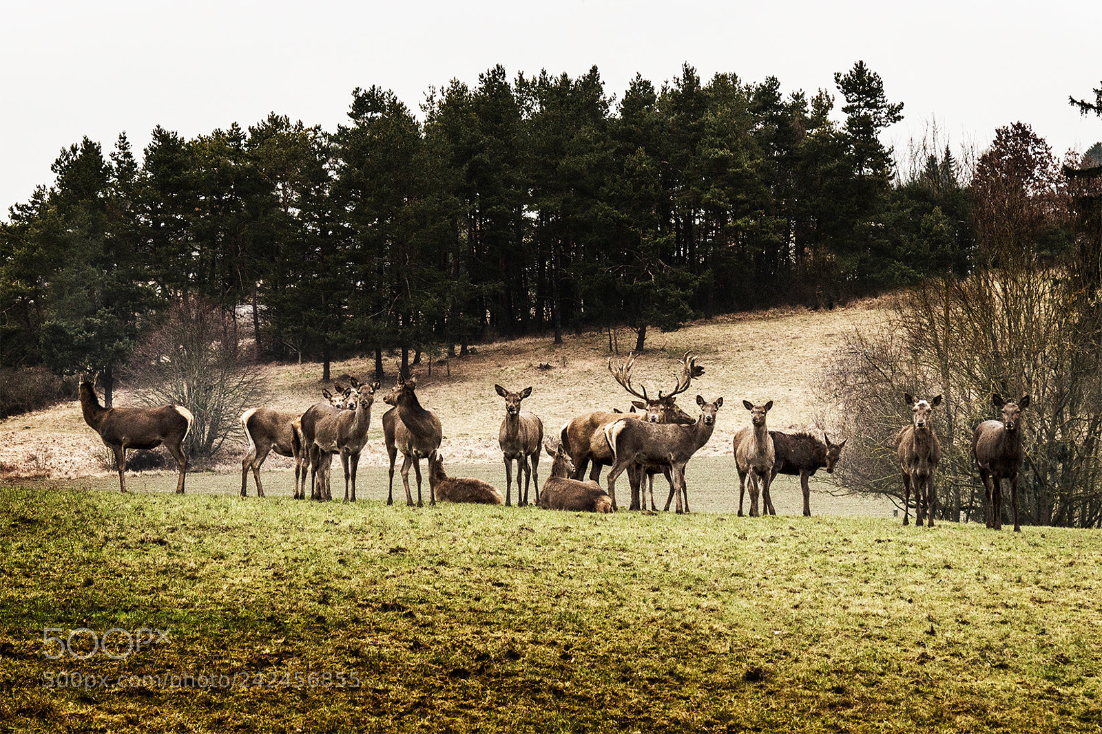 Canon EOS M sample photo. Hirsche auf einer lichtung photography