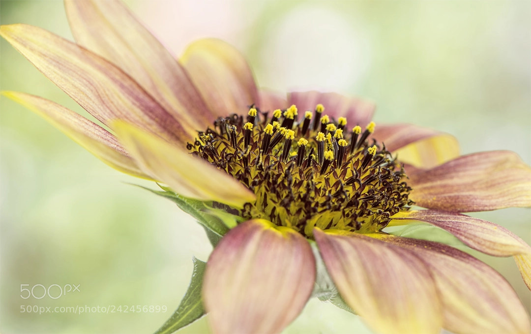 Nikon D810 sample photo. Magenta blush sunflower photography