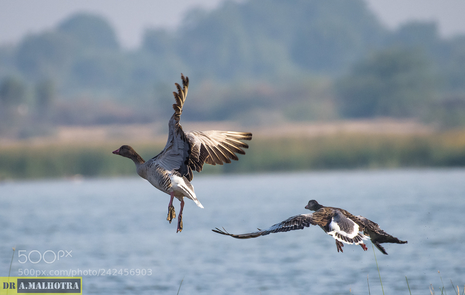 Nikon D810 sample photo. Grey lag geese ..... photography