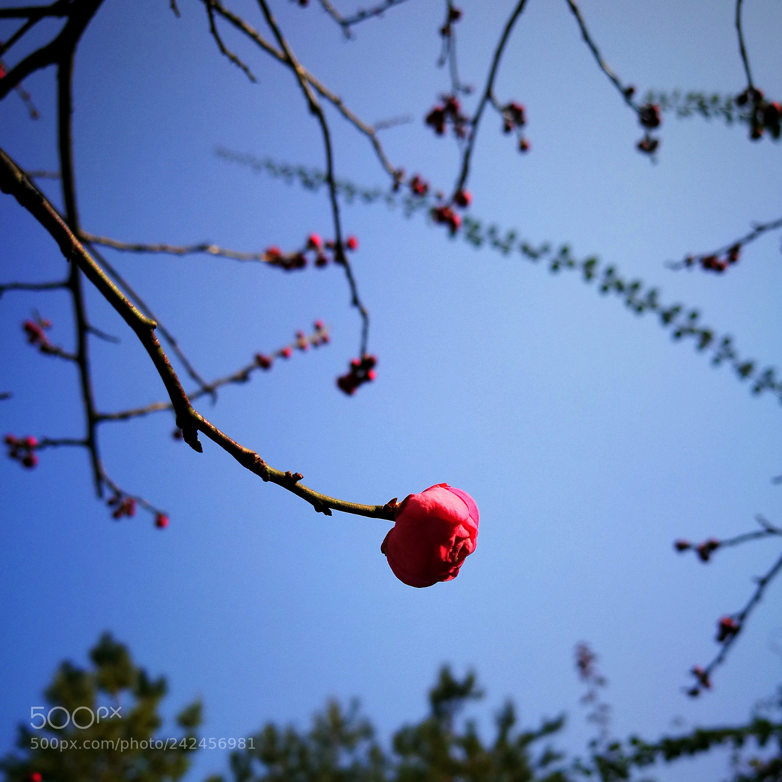 HUAWEI P9 sample photo. Plum blossom photography