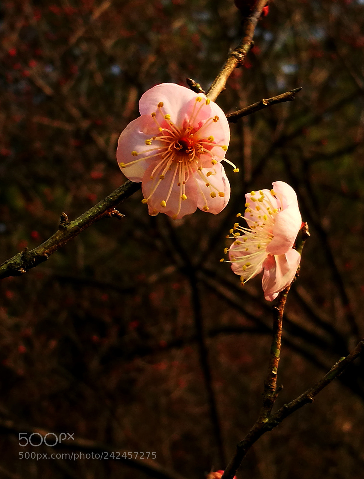HUAWEI P9 sample photo. Plum blossom photography