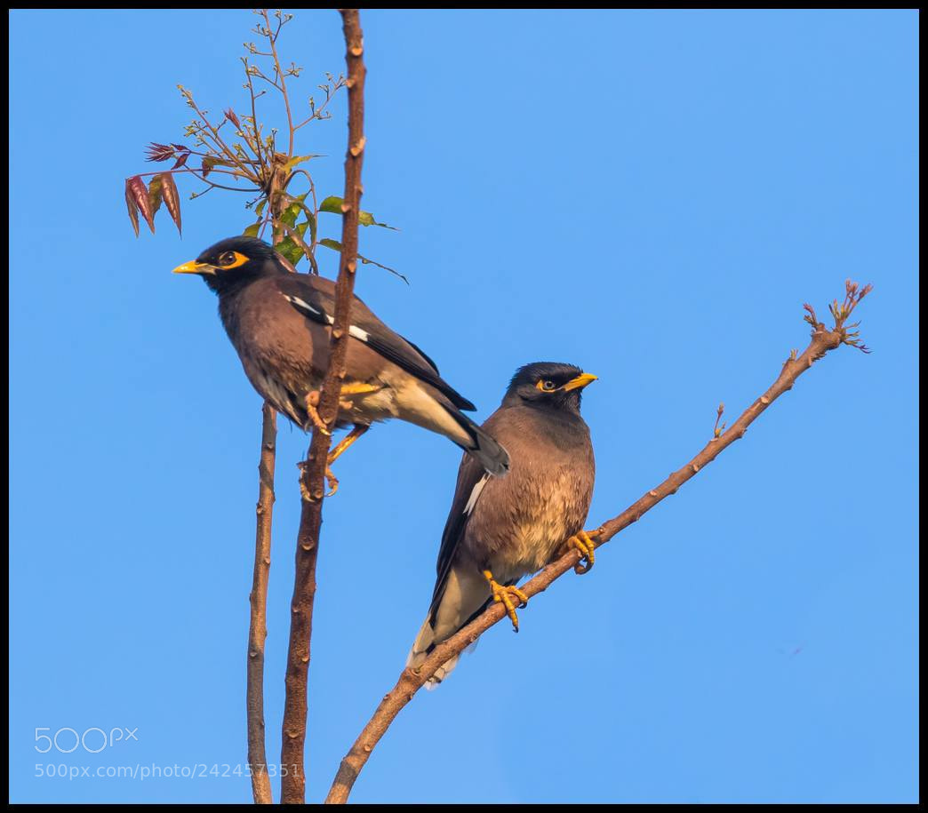 Canon EOS 7D Mark II sample photo. Strategic view point photography