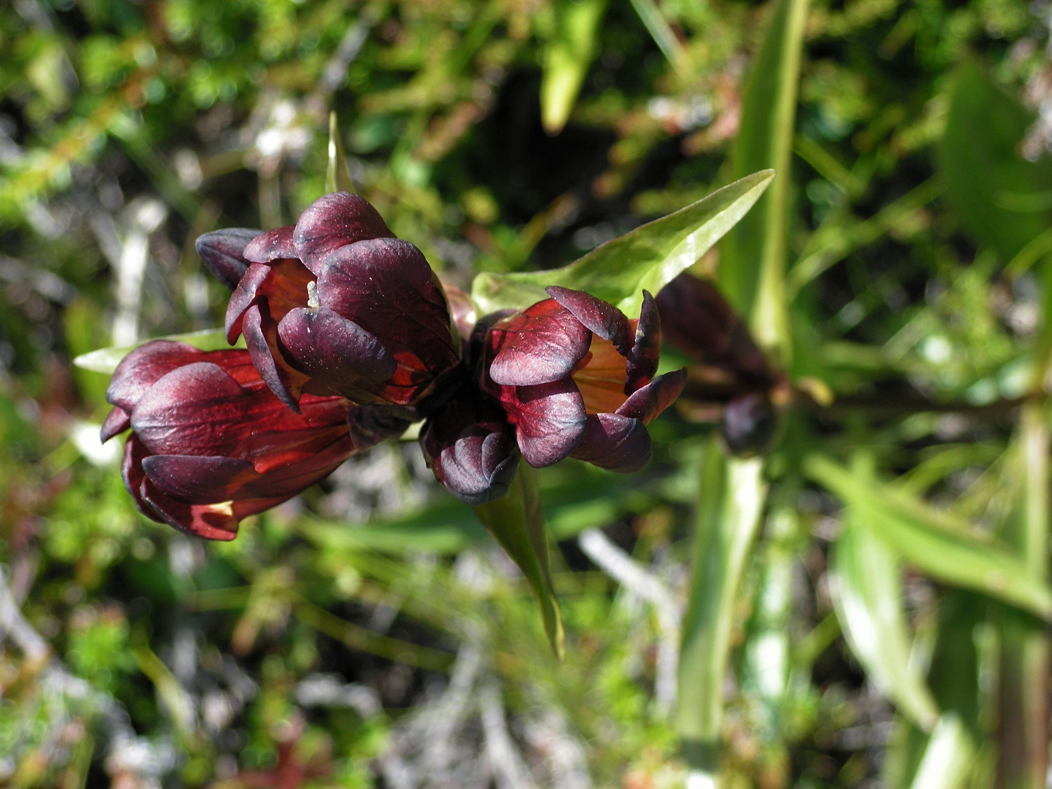 KONICA MINOLTA DiMAGE Z20 sample photo. Seen on the mountains, seldom red gentian. photography