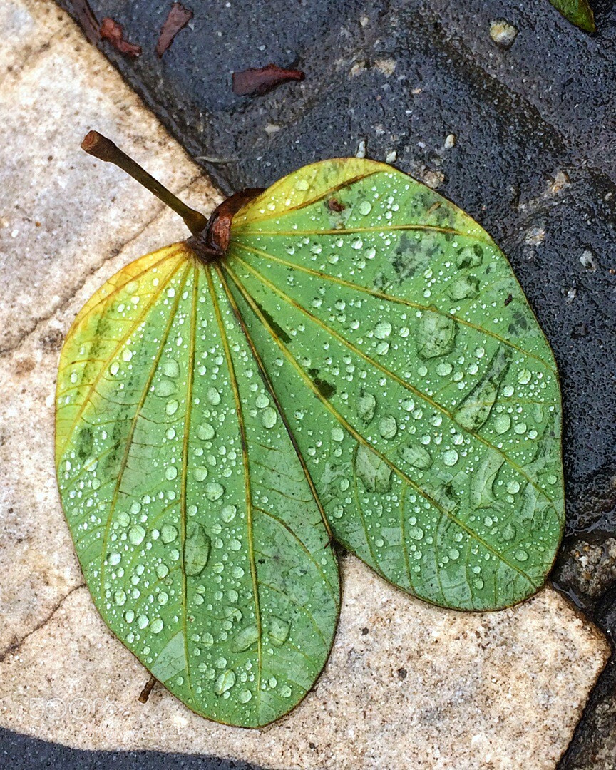 Apple iPhone 5s sample photo. Untitled photography