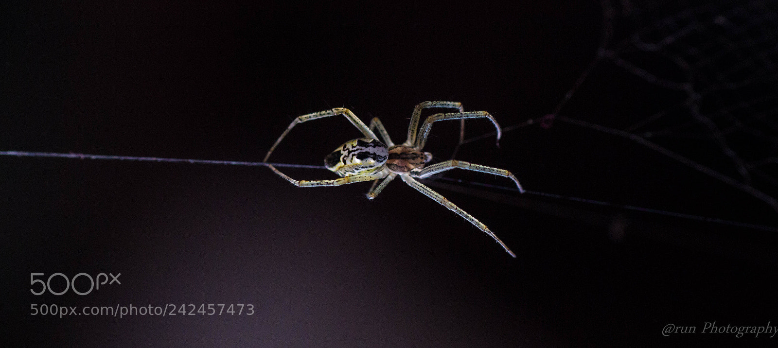 Canon EOS 700D (EOS Rebel T5i / EOS Kiss X7i) sample photo. Busy spider photography