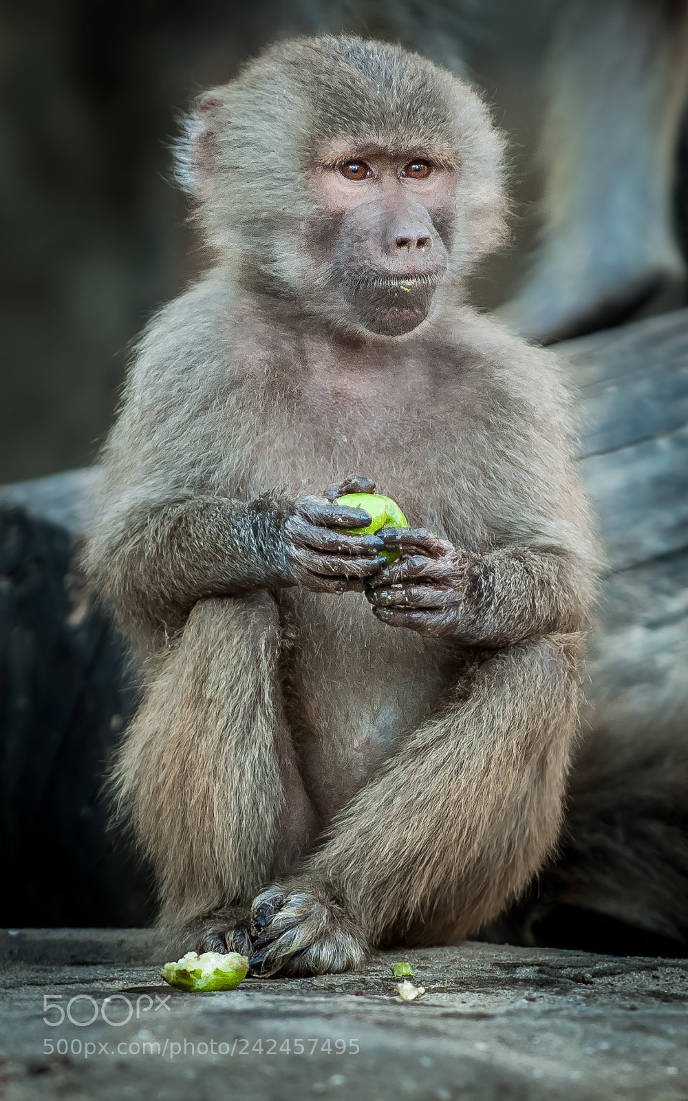 Nikon D3 sample photo. Baby photography