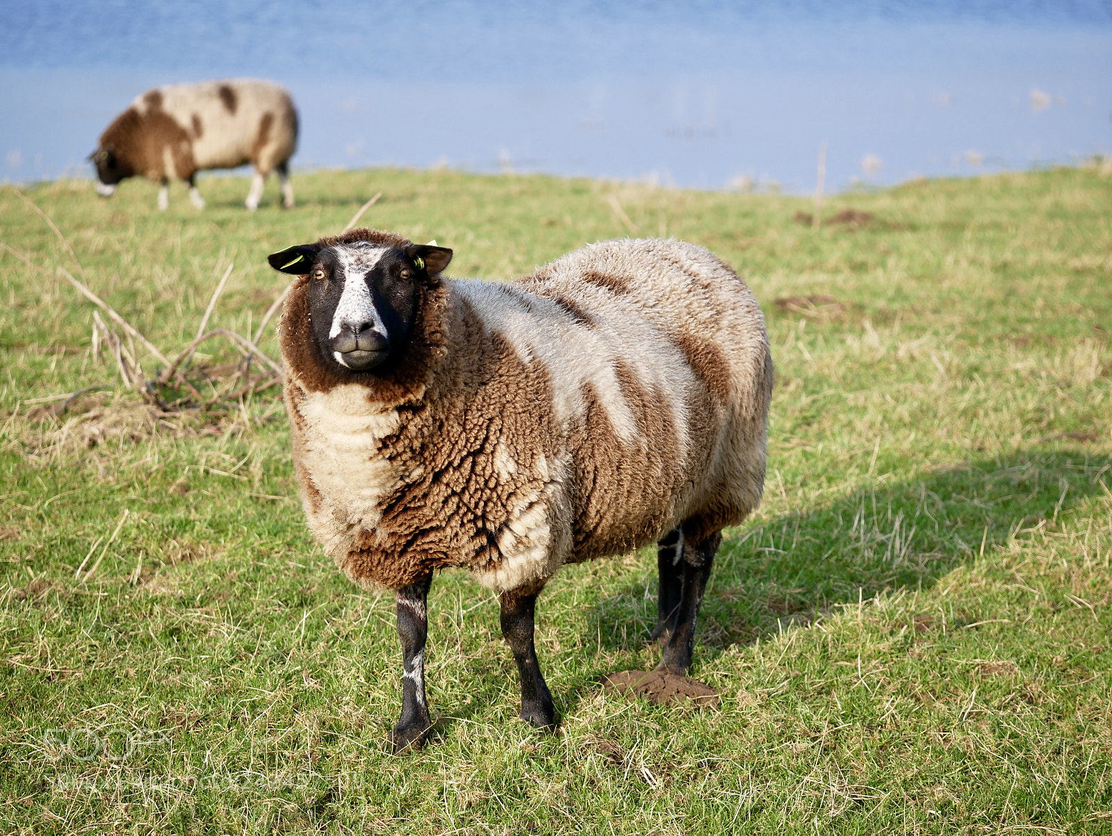 Panasonic Lumix DMC-G85 (Lumix DMC-G80) sample photo. Shallow sheep photography