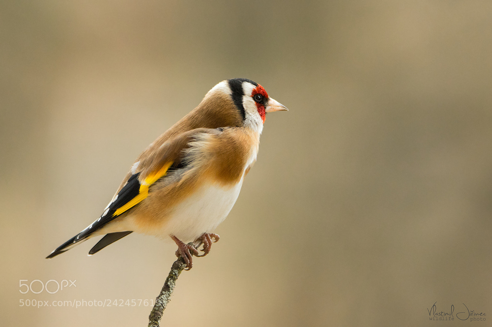 Canon EOS 7D Mark II sample photo. Carduelis carduelis photography