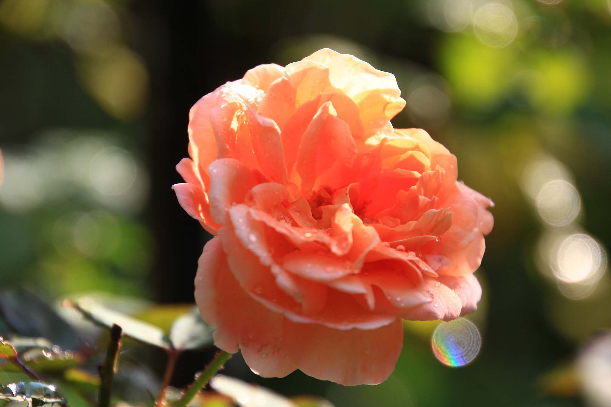 Canon EOS 700D (EOS Rebel T5i / EOS Kiss X7i) sample photo. Rose bloom photography