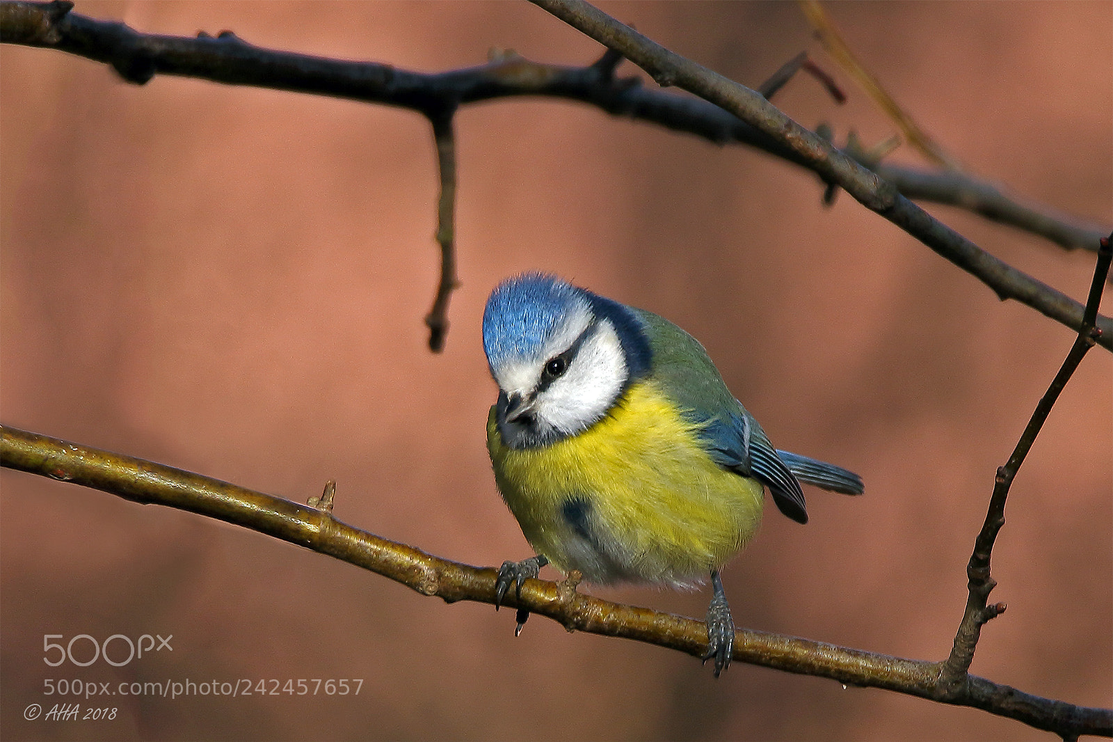 Canon EOS 7D Mark II sample photo. Sunshine tit photography