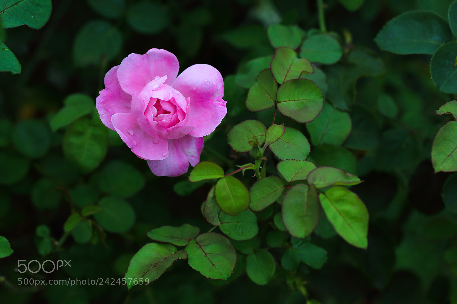 Canon EOS 6D sample photo. Wet rose photography