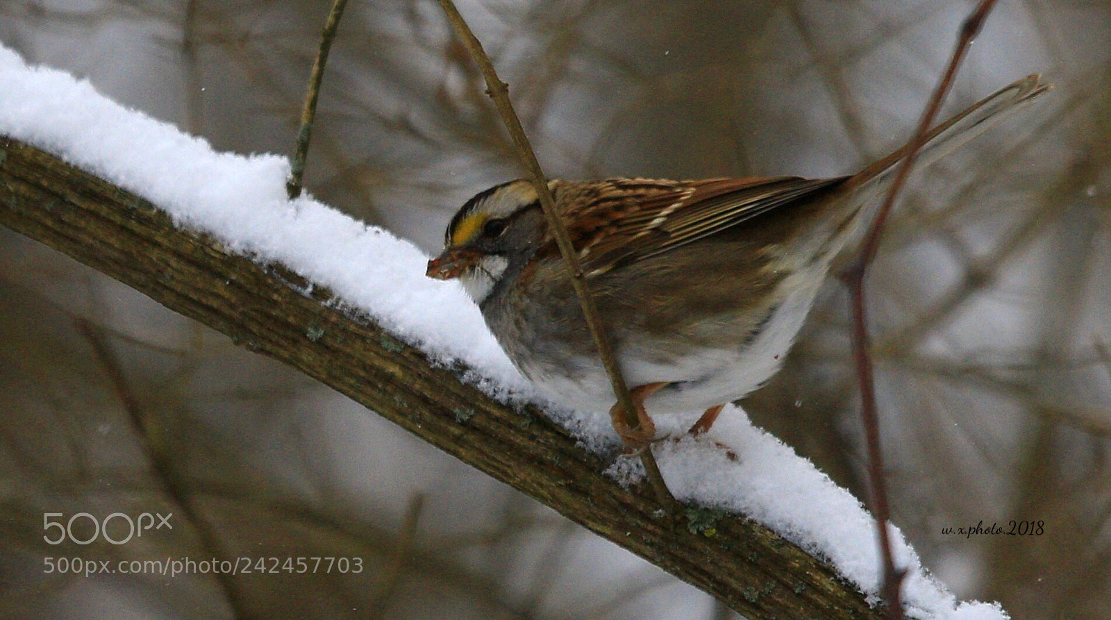 Canon EOS 7D Mark II sample photo. Snow photography